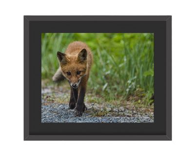 Red Fox Framed Print – Bombay Hook National Wildlife Refuge, DE Red Fox Framed Print – Bombay Hook National Wildlife Refuge, DE