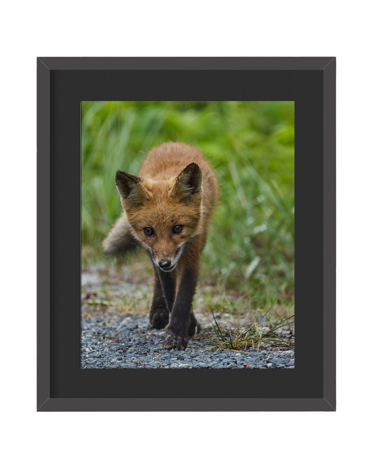 Red Fox Framed Print – Bombay Hook National Wildlife Refuge, DE