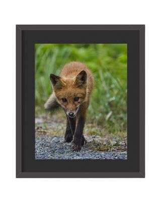 Red Fox Framed Print – Bombay Hook National Wildlife Refuge, DE