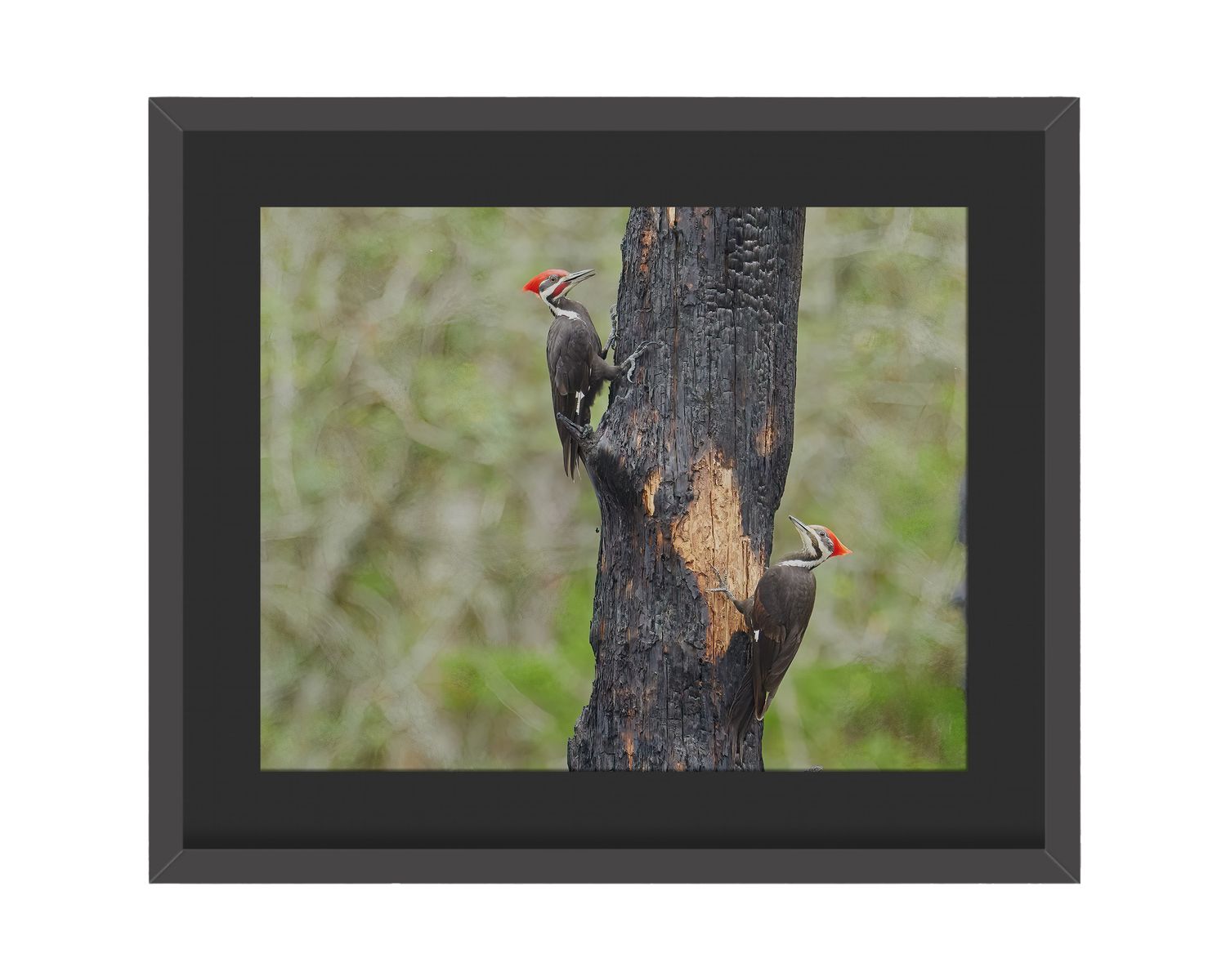 Pileated Woodpeckers Framed Print – Chinsegut Wildlife and Environmental Area, FL