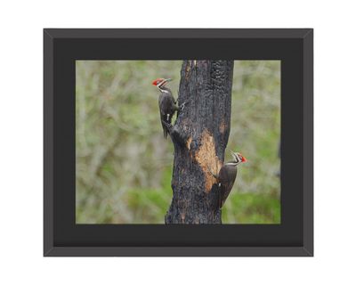 Pileated Woodpeckers Framed Print – Chinsegut Wildlife and Environmental Area, FL