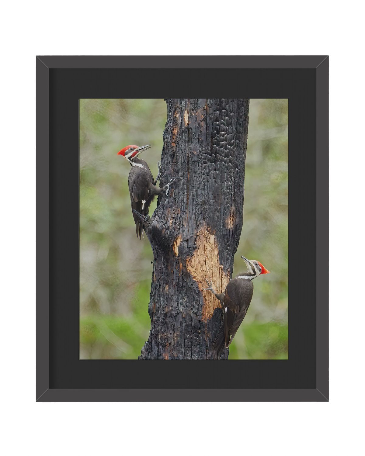 Pileated Woodpeckers Framed Print – Chinsegut Wildlife and Environmental Area, FL