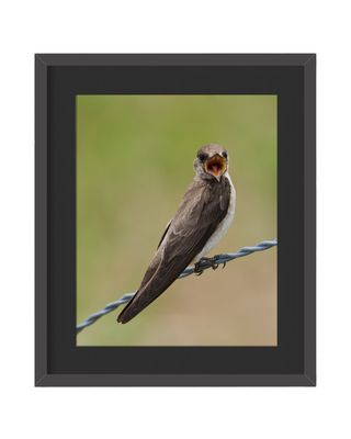 Northern Rough-winged Swallow Framed Print – Great Smoky Mountains National Park, TN