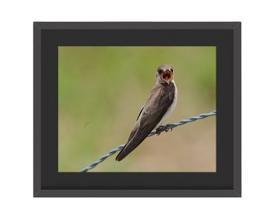 Northern Rough-winged Swallow Framed Print – Great Smoky Mountains National Park, TN