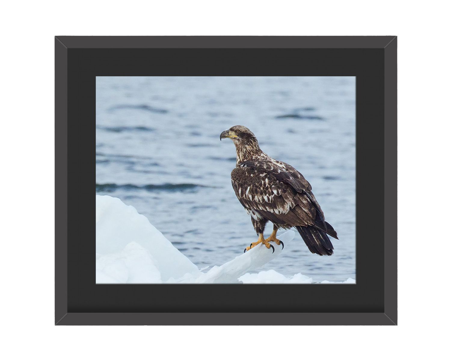 Immature Bald Eagle Framed Print – Hudson River, NYC