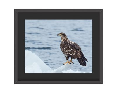 Immature Bald Eagle Framed Print – Hudson River, NYC