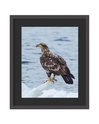 Immature Bald Eagle Framed Print – Hudson River, NYC