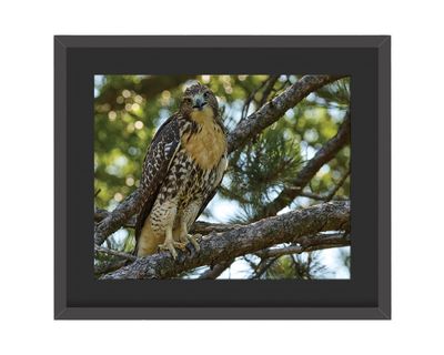 Red-tailed Hawk Framed Print – Central Park, NYC Red-tailed Hawk Framed Print – Central Park, NYC