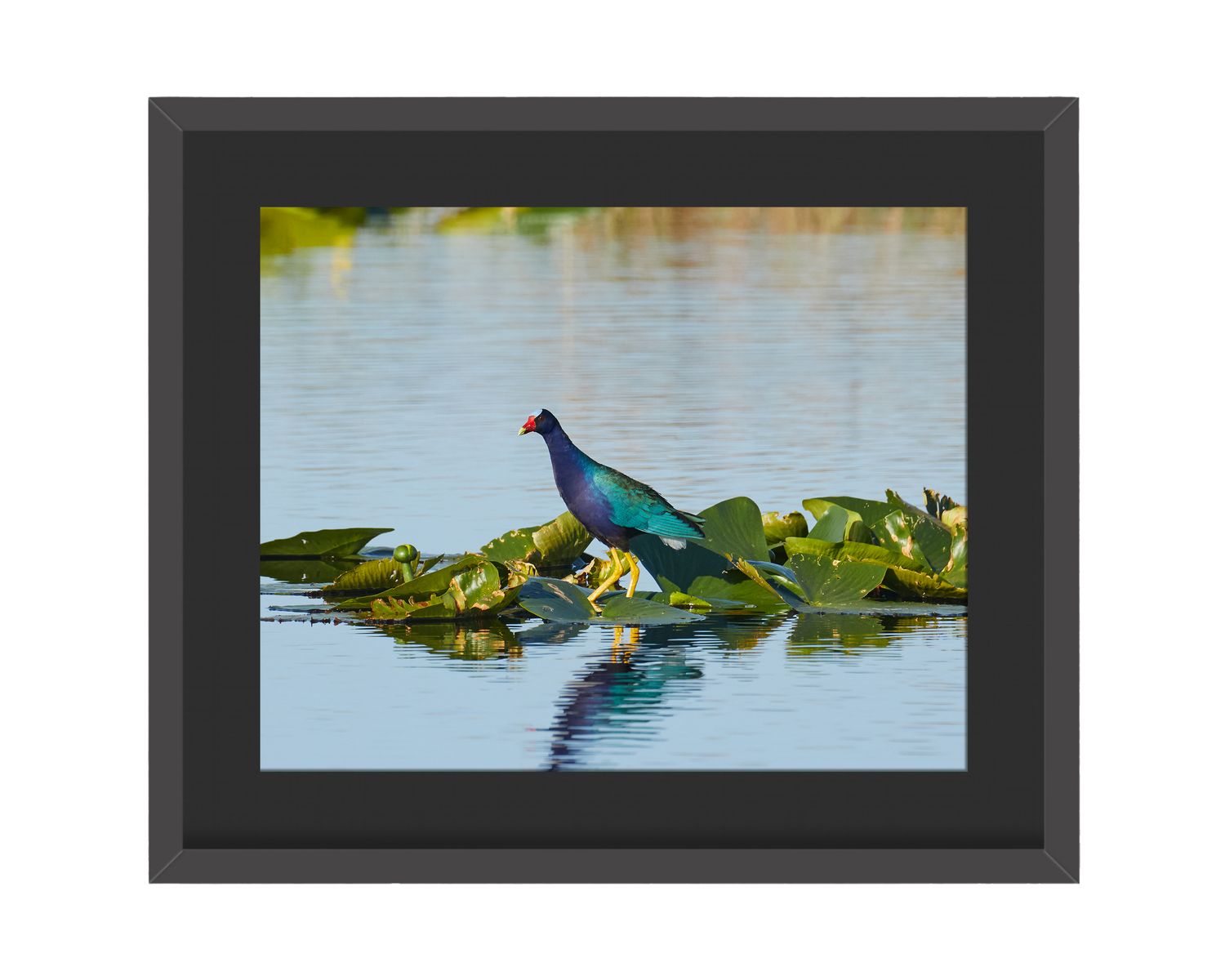 Purple Gallinule Framed Print – Lake Apopka, FL