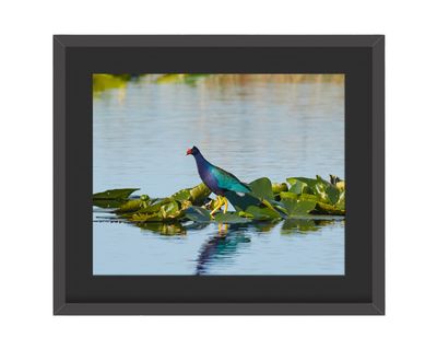Purple Gallinule Framed Print – Lake Apopka, FL