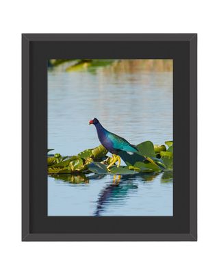 Purple Gallinule Framed Print – Lake Apopka, FL
