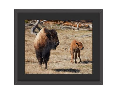 American Bison Framed Print – Yellowstone National Park, WY