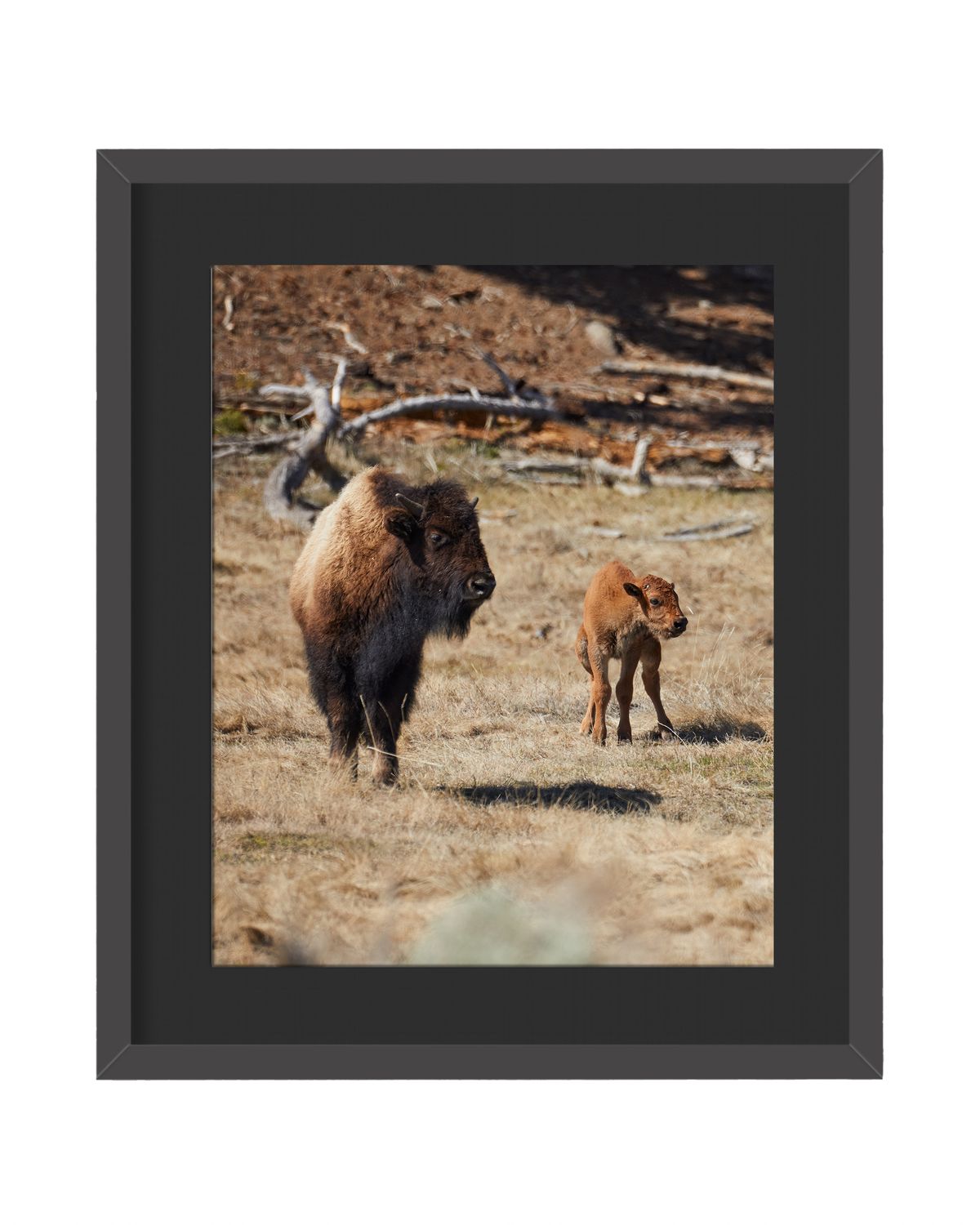 American Bison Framed Print – Yellowstone National Park, WY