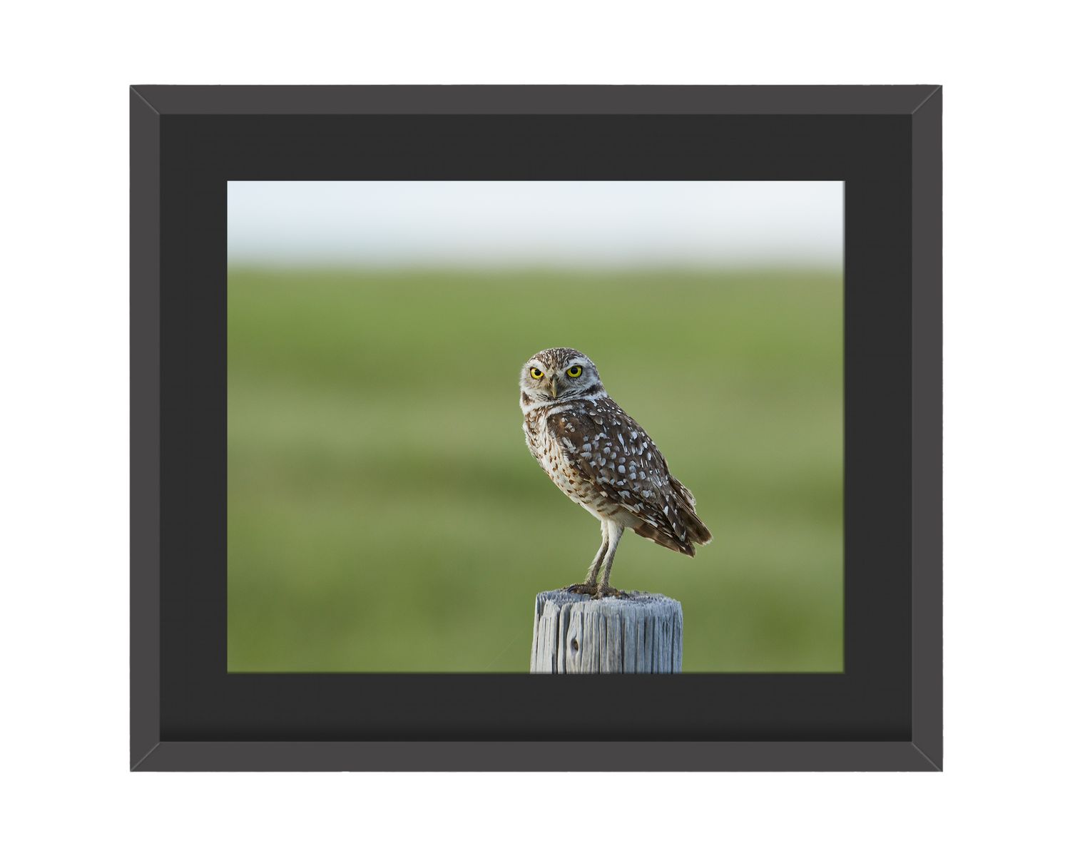 Burrowing Owl Framed Print – Trilby, FL