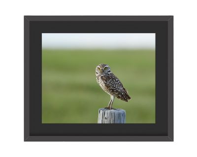 Burrowing Owl Framed Print – Trilby, FL Burrowing Owl Framed Print – Trilby, FL