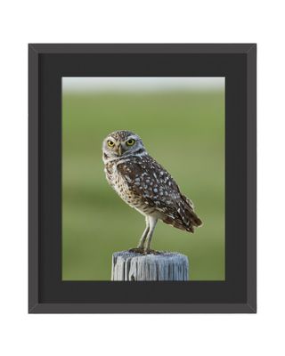 Burrowing Owl Framed Print – Trilby, FL