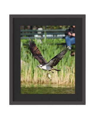 Osprey Framed Print – Central Park, NYC