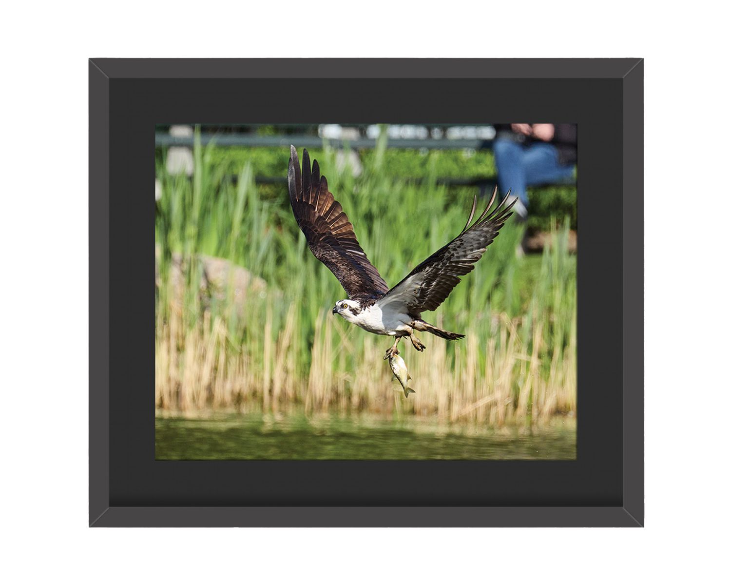 Osprey Framed Print – Central Park, NYC