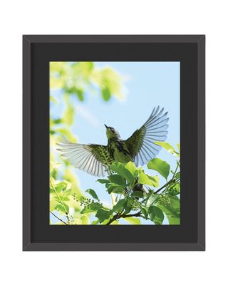 Yellow-rumped Warbler Framed Print – Central Park, NYC