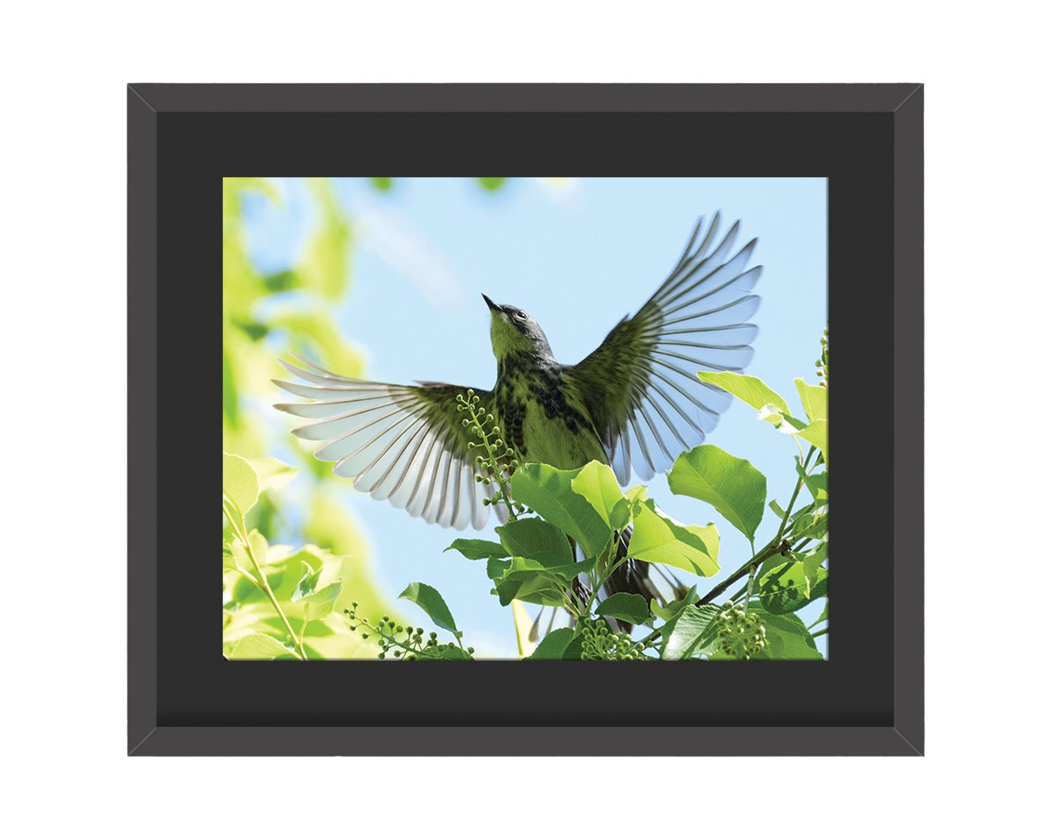 Yellow-rumped Warbler Framed Print – Central Park, NYC