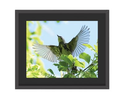 Yellow-rumped Warbler Framed Print – Central Park, NYC