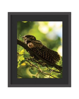 Eastern Whip-poor-will Framed Print – Central Park, NYC