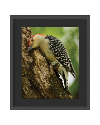 Red-bellied Woodpecker Framed Print – Central Park, NYC