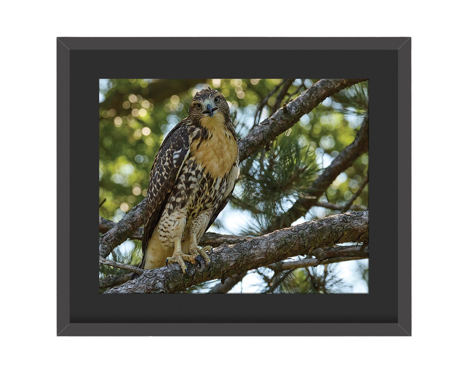 Red-bellied Woodpecker Framed Print – Central Park, NYC