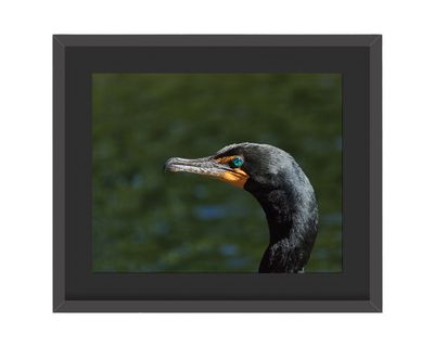Double-crested Cormorant Framed Print – Central Park, NYC Double-crested Cormorant Framed Print – Central Park, NYC