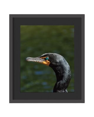 Double-crested Cormorant Framed Print – Central Park, NYC