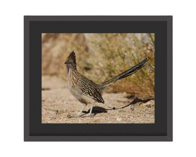 Greater Roadrunner Framed Print – Riverside County, CA