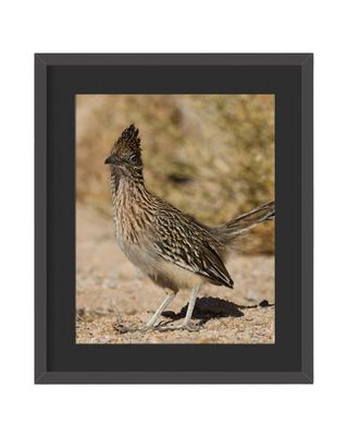 Greater Roadrunner Framed Print – Riverside County, CA
