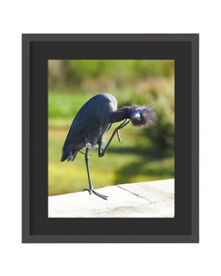 Little Blue Heron Framed Print – Sweetwater Wetlands Park, FL