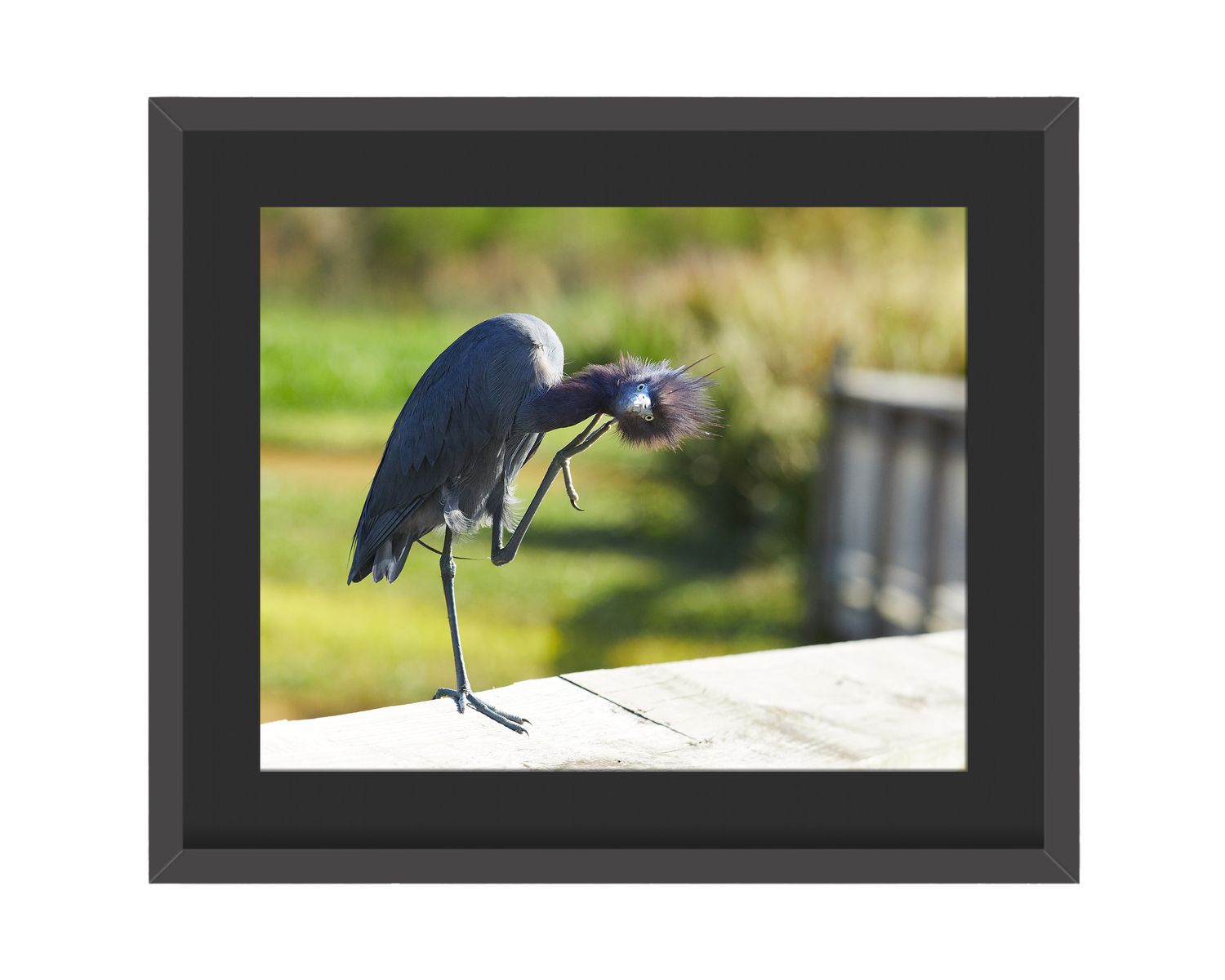 Little Blue Heron Framed Print – Sweetwater Wetlands Park, FL
