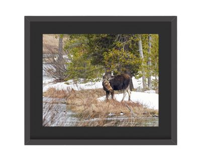 Moose Framed Print – Island Park, ID