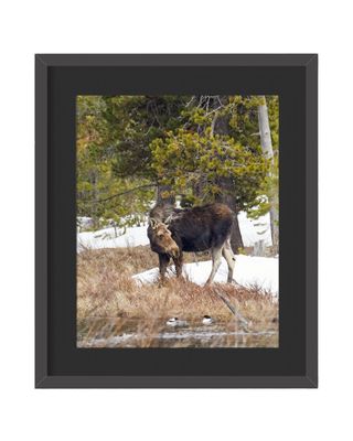 Moose Framed Print – Island Park, ID