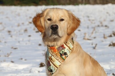 Bandana for Dogs