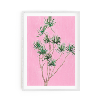 Aloe Barberae on Pink Print 8x10
