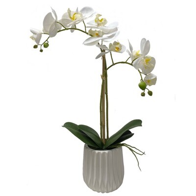 Orchid plant in flower pot