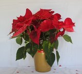 Poinsettia Plant - Christmas Decoration (NB: only available during Festive Season!)