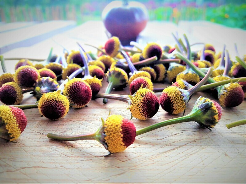 Fresh Buzz Button Flowers (Spilanthes). Peek-a-boo variety.