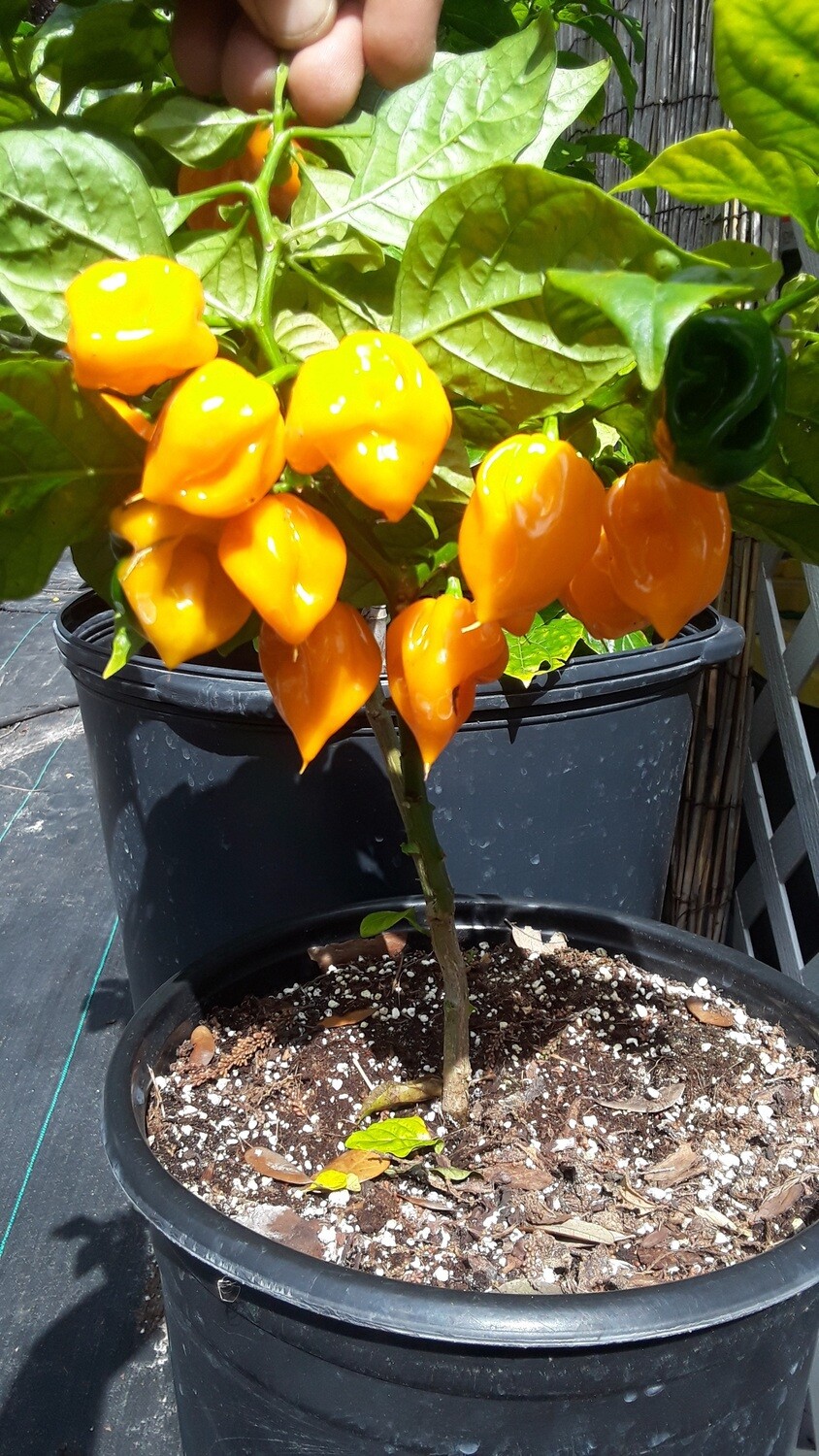 Trinidad Yellow Scorpion pepper Seeds (C. chinense