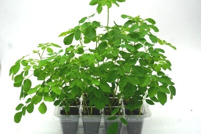 Moringa oleifera  "Mini" Tree Farm (Grow kit). Open/Water/Enjoy.