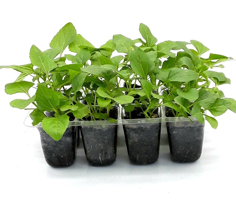 Buzz Button Plant (Acmella oleracea) Grow Kit. Open/Water/Enjoy.