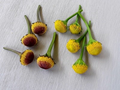Fresh Buzz Buttons – Lemon Drop and Peek-A-Boo Varieties | Electrifying Edible Flowers