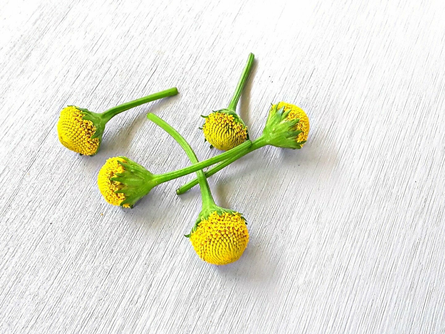 Fresh Buzz Button Flowers (Spilanthes). Lemon Drop variety.