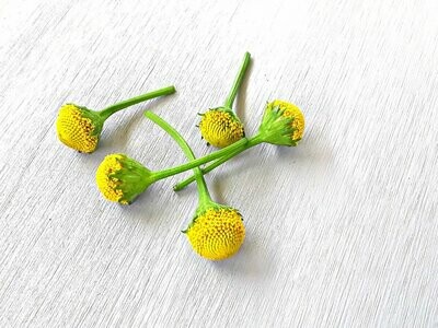 Fresh Lemon Drop Buzz Buttons – Electrifying Edible Flowers