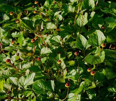 Fresh Edible Buzz Buttons | Natural Tingling Sensation | Electric Daisies