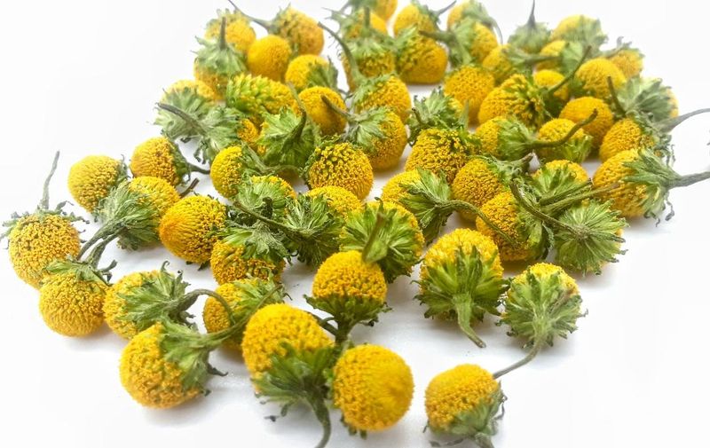 Premium Dried Edible Lemon Drop Buzz Buttons – Szechuan Buttons