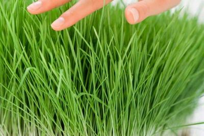 Pet-Friendly Wheatgrass Grow Kit – Boost Your Pet&#39;s Vitality Naturally